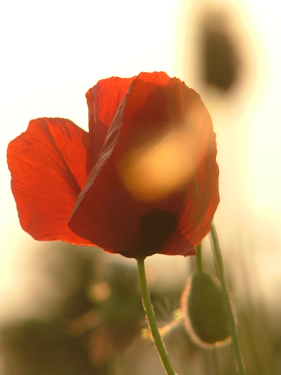 Fleur des Ardennes