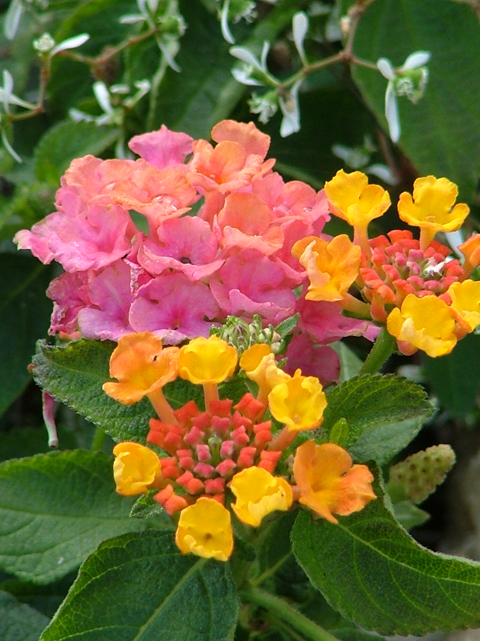 Fleur des Ardennes