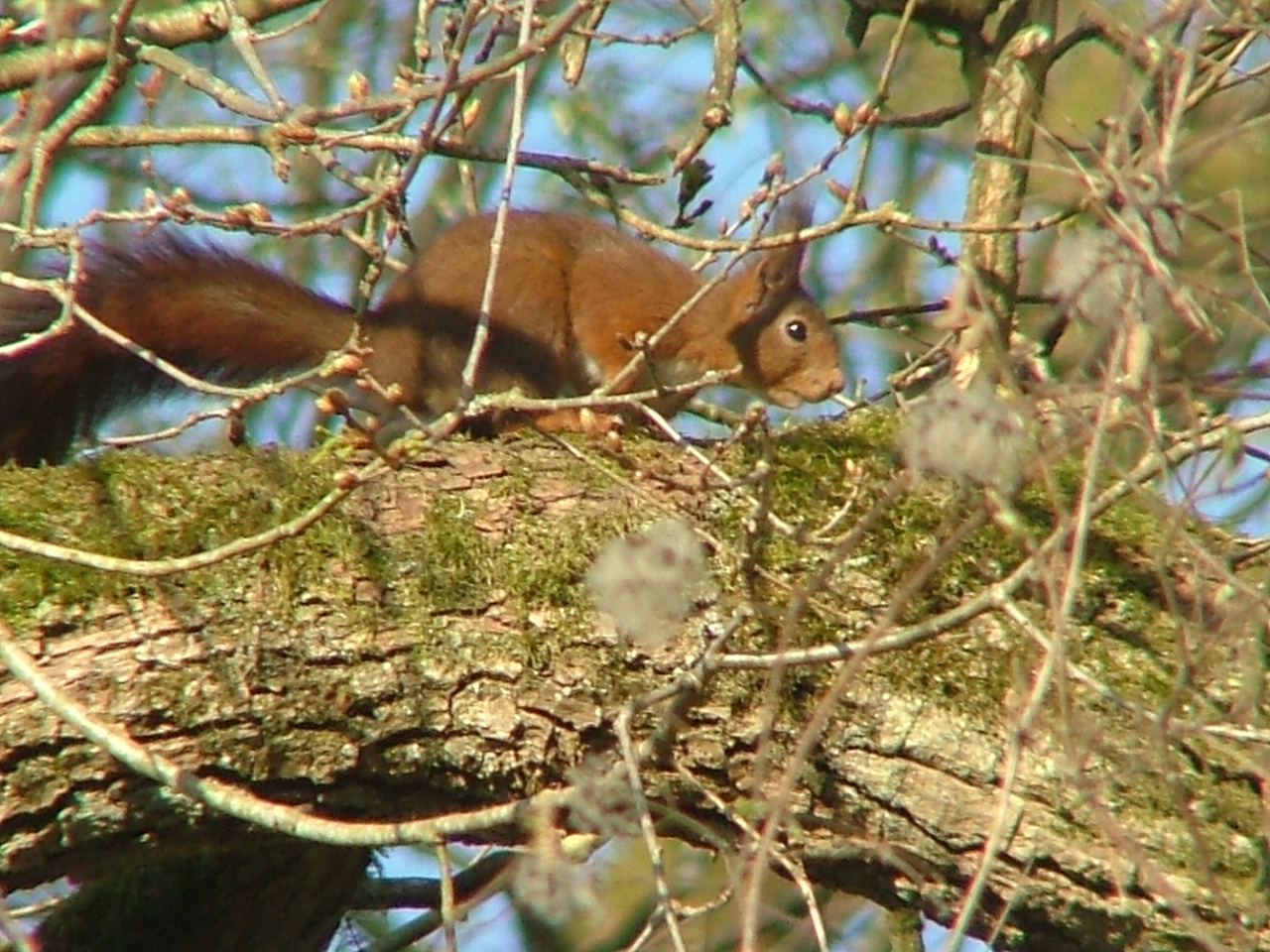 Faune des Ardennes