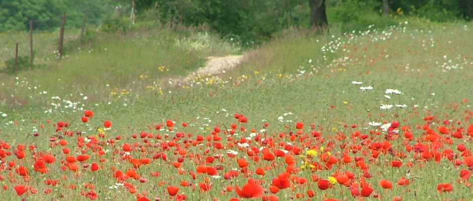 Champ de coquelicots en Ardennes
