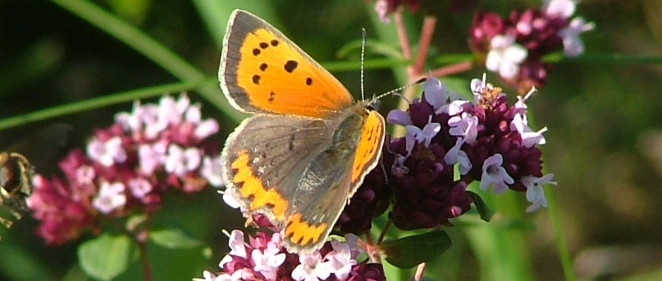 Faune et flore des Ardennes